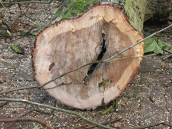 tree felling