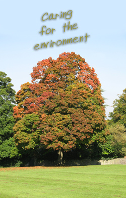 maintenance of trees