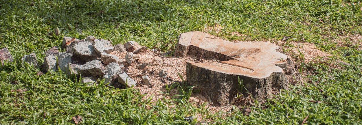 Stump removal – Enviro Plant | Environmental Specialists in the ...